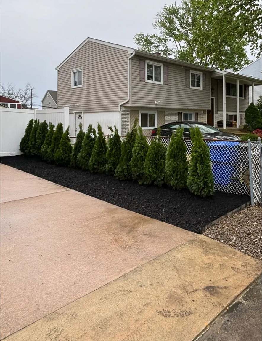 Same backyard bed after arborvitae privacy planting and fresh mulch